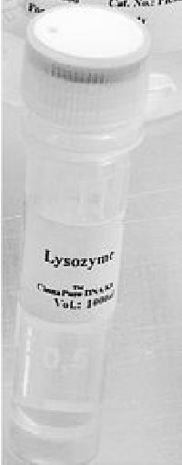 Lysozyme,500mg
