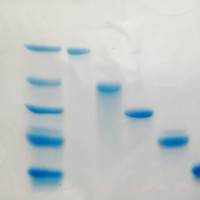 پروتئین مارکر unstained