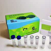 Sinnaclon First Strand cDNA Synthesis Kit-50T