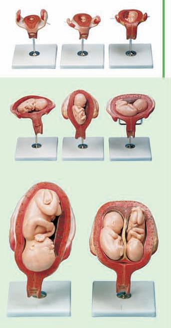 مدل مراحل حاملگی ( مولاژ )