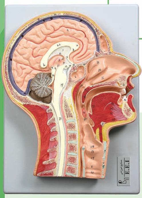 مولاژ-مدل مقاطع میانی سرو گردن در اندازه طبیعی