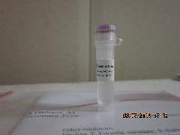 Ribonuclease A,DNase and Protease free,1ml, 20mg/ml