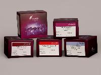 کیت جداسازی DNA از باکتریهای گرم منفی