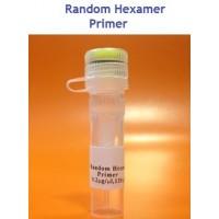 Random Hexamer Primer