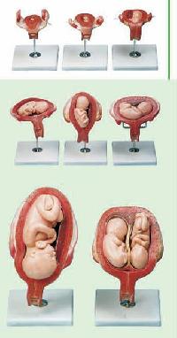 Pregnancy Series