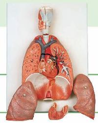 مدل دستگاه تنفسی
