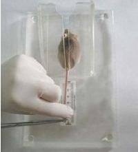 مقید کننده دم